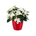 brussels diamond round 18cm lovely red